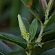 Salix triandra
