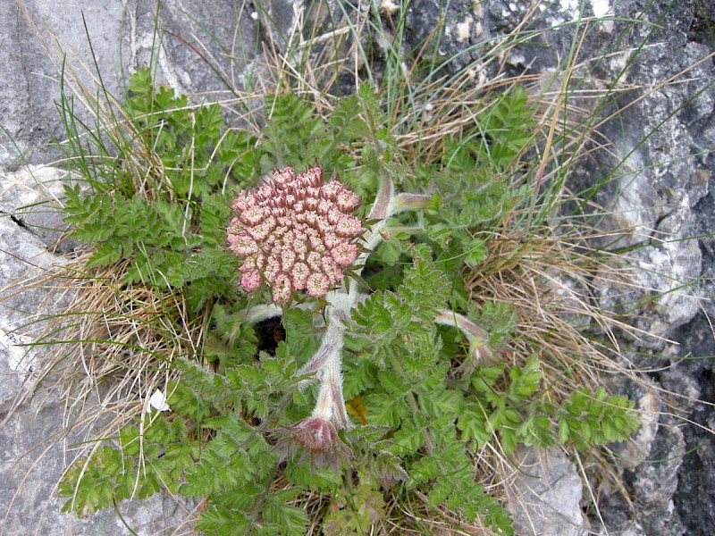 Daucus carota subsp. gummifer - &copy; Barry Stewart