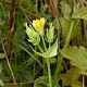 Blackstonia perfoliata