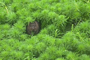 Myriophyllum aquaticum Parrot's-feather