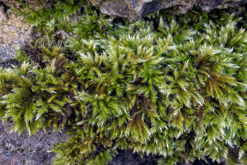 Homalothecium sericeum - &copy; Charles Hipkin