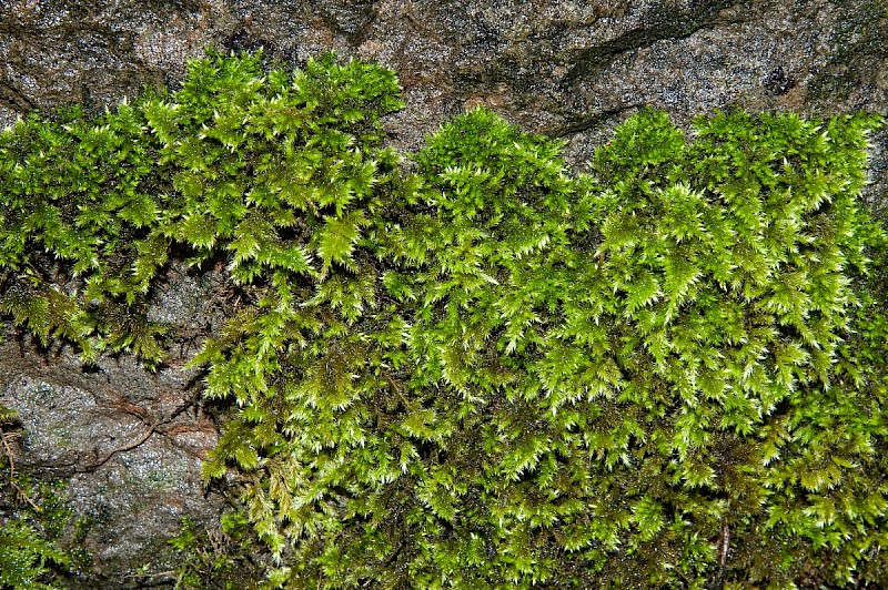 Homalothecium sericeum - &copy; Charles Hipkin