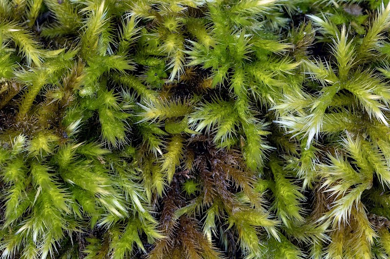 Homalothecium sericeum - &copy; Charles Hipkin