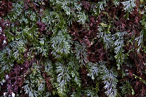 Hymenophyllum tunbrigense Tunbridge Filmy-fern