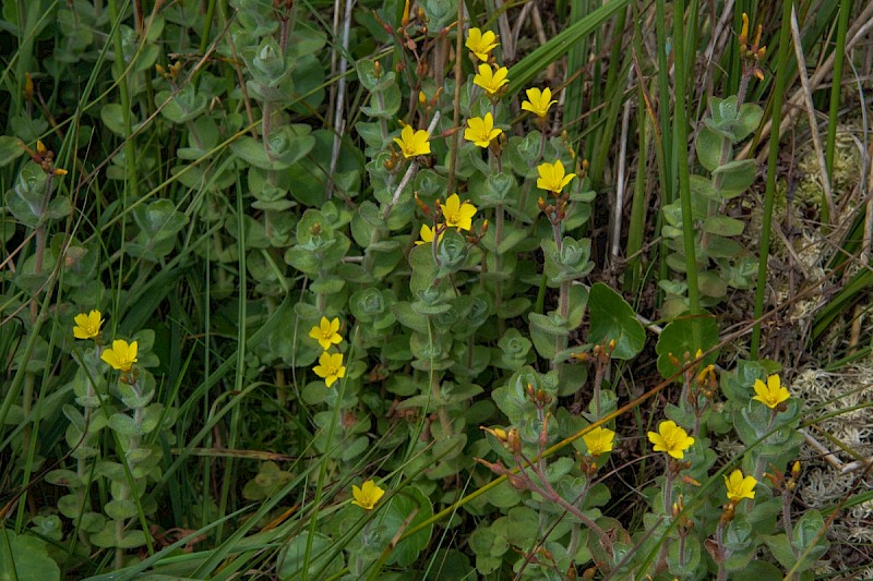 Hypericum elodes - © Charles Hipkin