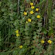 Hypericum elodes