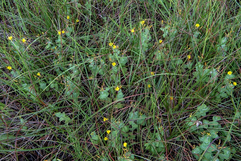 Hypericum elodes - © Charles Hipkin