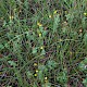 Hypericum elodes