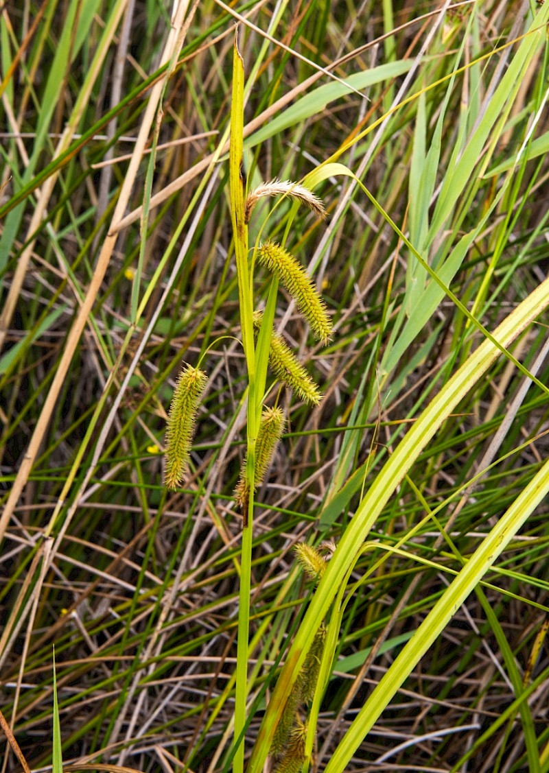 Carex pseudocyperus - &copy; Charles Hipkin