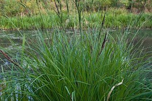 Carex elata Tufted-sedge