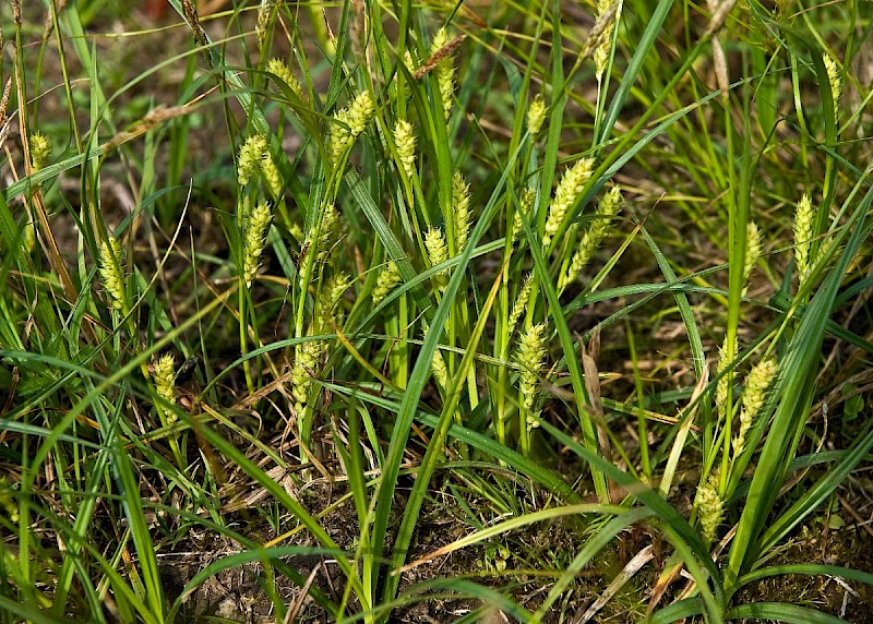 Carex hirta - &copy; Charles Hipkin