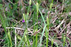 Carex hirta Hairy Sedge