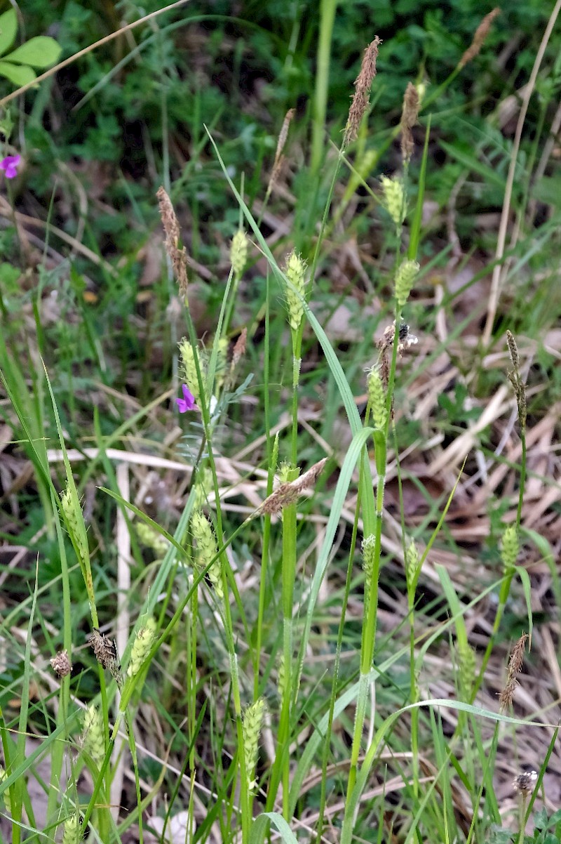 Carex hirta - &copy; Charles Hipkin