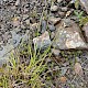 Carex leporina
