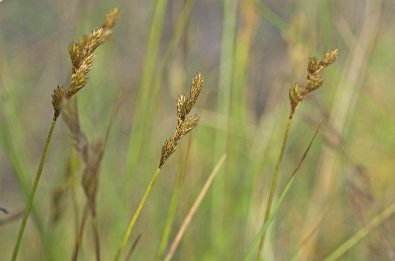 Carex leporina - © Charles Hipkin