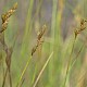 Carex leporina