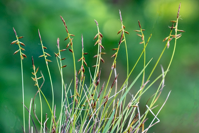 Carex pulicaris - © Charles Hipkin