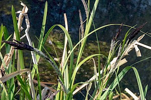 Carex riparia Greater Pond-sedge