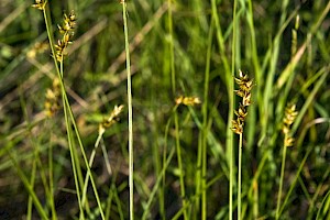 Carex spicata Spiked Sedge