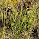 Carex rostrata