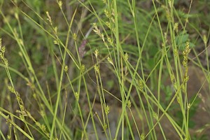 Carex remota Remote Sedge