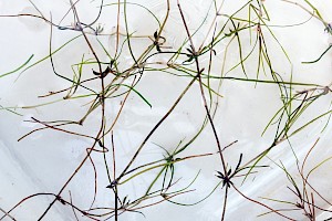 Zannichellia palustris Horned Pondweed