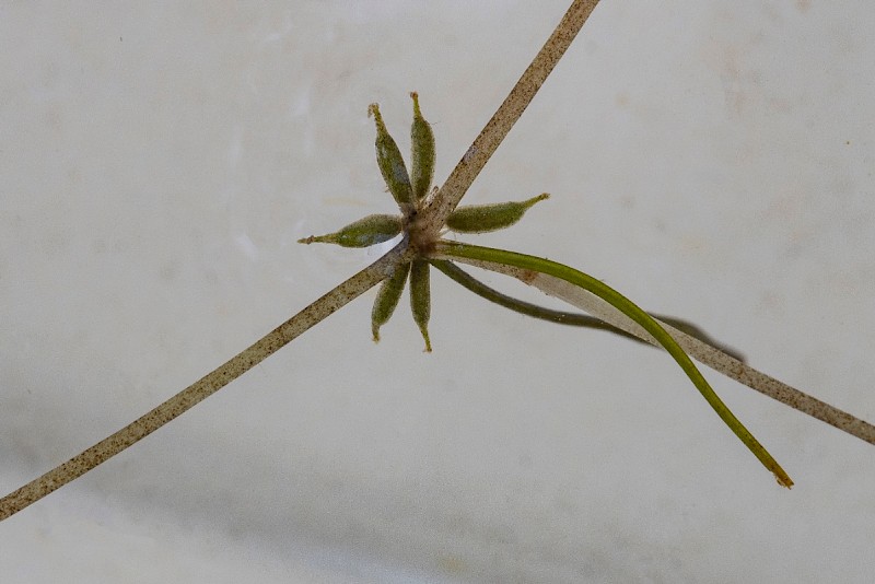 Zannichellia palustris - © Charles Hipkin