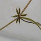 Zannichellia palustris