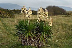 Yucca gloriosa Spanish-dagger
