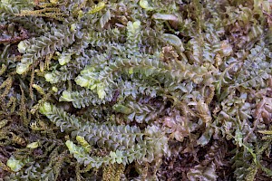 Mesoptychia bantriensis Bantry Notchwort