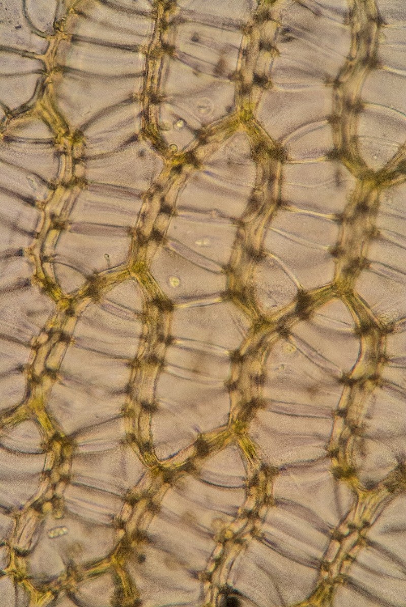 Sphagnum palustre - &copy; Charles Hipkin