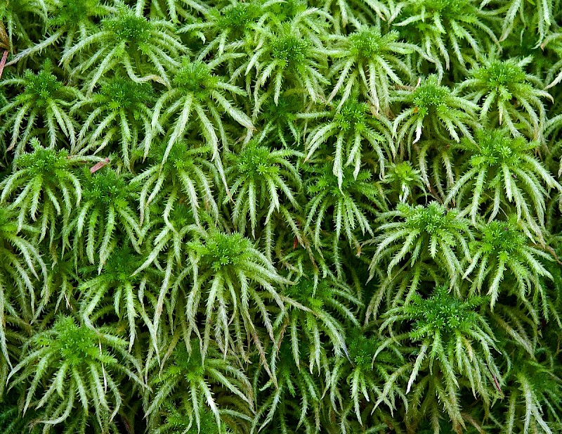 Sphagnum squarrosum - &copy; Charles Hipkin