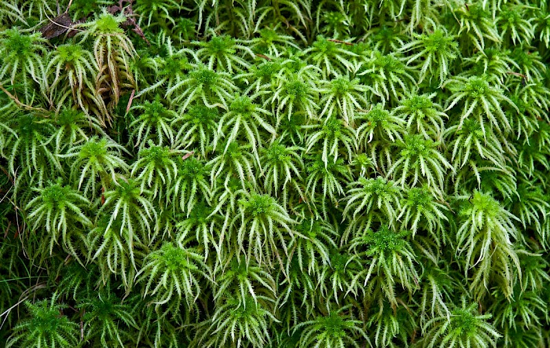 Sphagnum squarrosum - &copy; Charles Hipkin