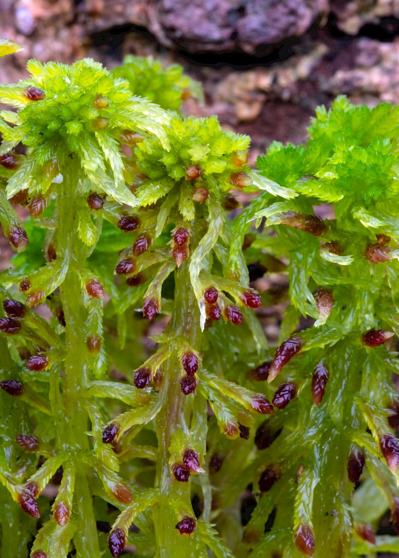 Sphagnum fallax - &copy; Charles Hipkin