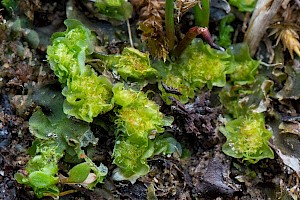 Moerckia flotoviana 