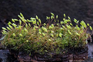 Orthodontium lineare Cape Thread-moss