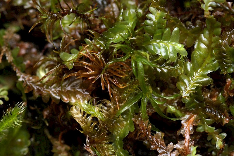Saccogyna viticulosa - &copy; Barry Stewart