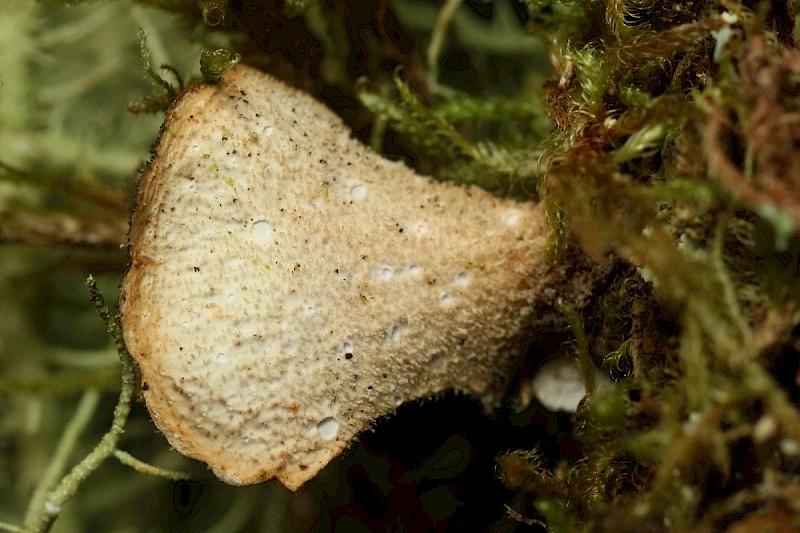 Sticta fuliginosa s. str. - &copy; Barry Stewart