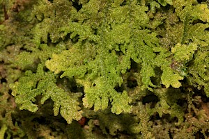 Trichocoleaceae