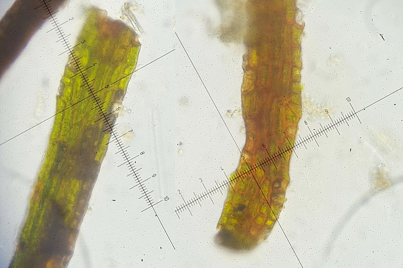 Tetrodontium brownianum - &copy; Barry Stewart