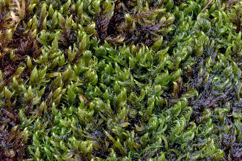 Sarmentypnum exannulatum - &copy; Charles Hipkin
