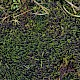 Sarmentypnum exannulatum