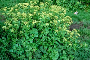 Smyrnium olusatrum Alexanders