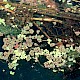 Azolla filiculoides