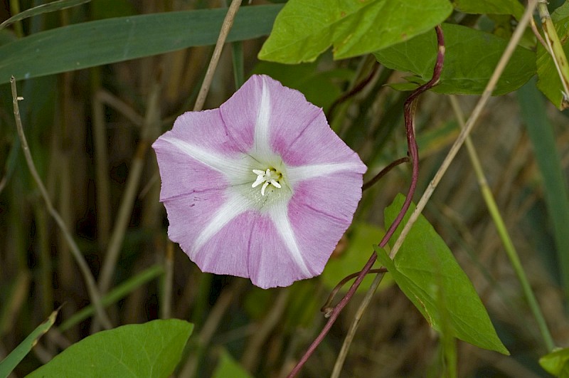 Calystegia pulchra - &copy; Charles Hipkin