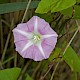 Calystegia pulchra