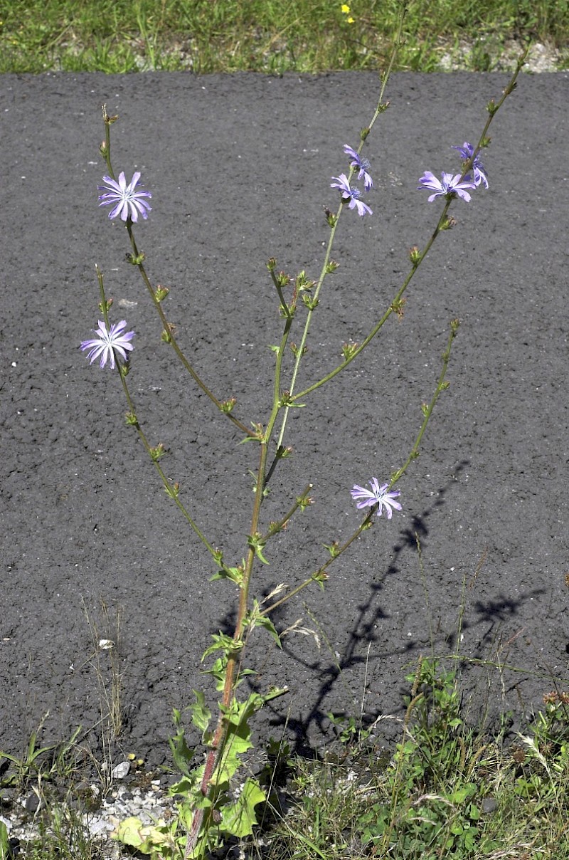 Cichorium intybus - © Charles Hipkin