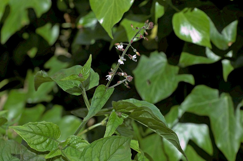 Circaea lutetiana - &copy; Charles Hipkin