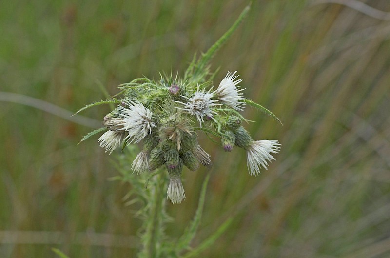 Cirsium palustre - © Charles Hipkin