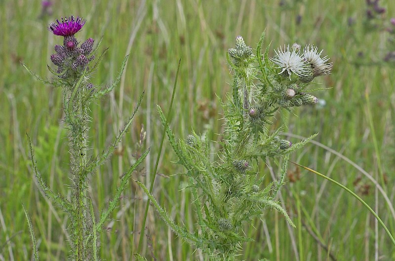 Cirsium palustre - © Charles Hipkin